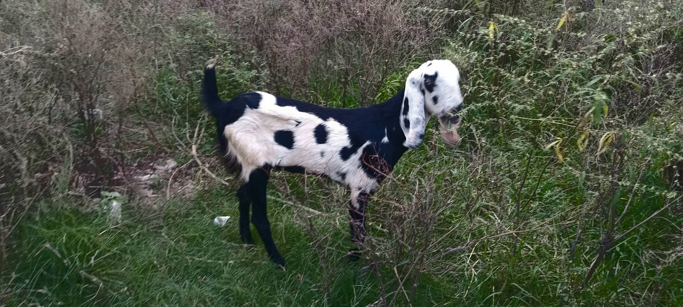 goats kids 3male 4female MashaAllah healthy and active 11500 &13500 8