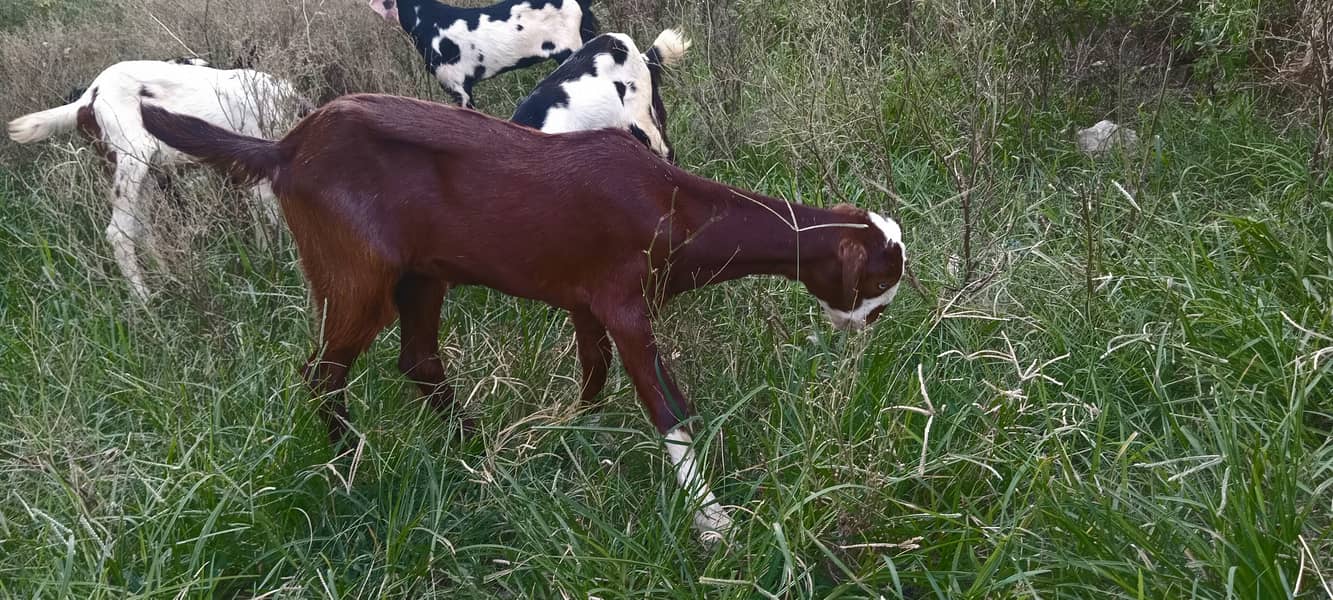 goats kids 3male 4female MashaAllah healthy and active 11500 &13500 9