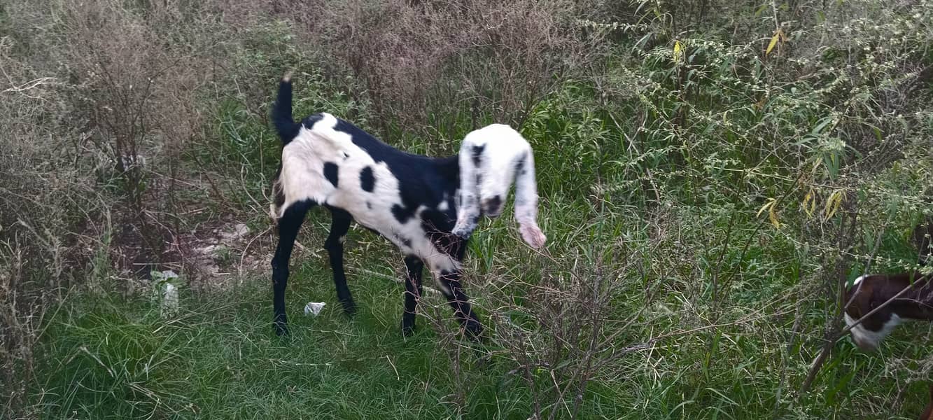 goats kids 3male 4female MashaAllah healthy and active 11500 &13500 10