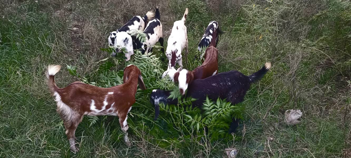 goats kids 3male 4female MashaAllah healthy and active 11500 &13500 11