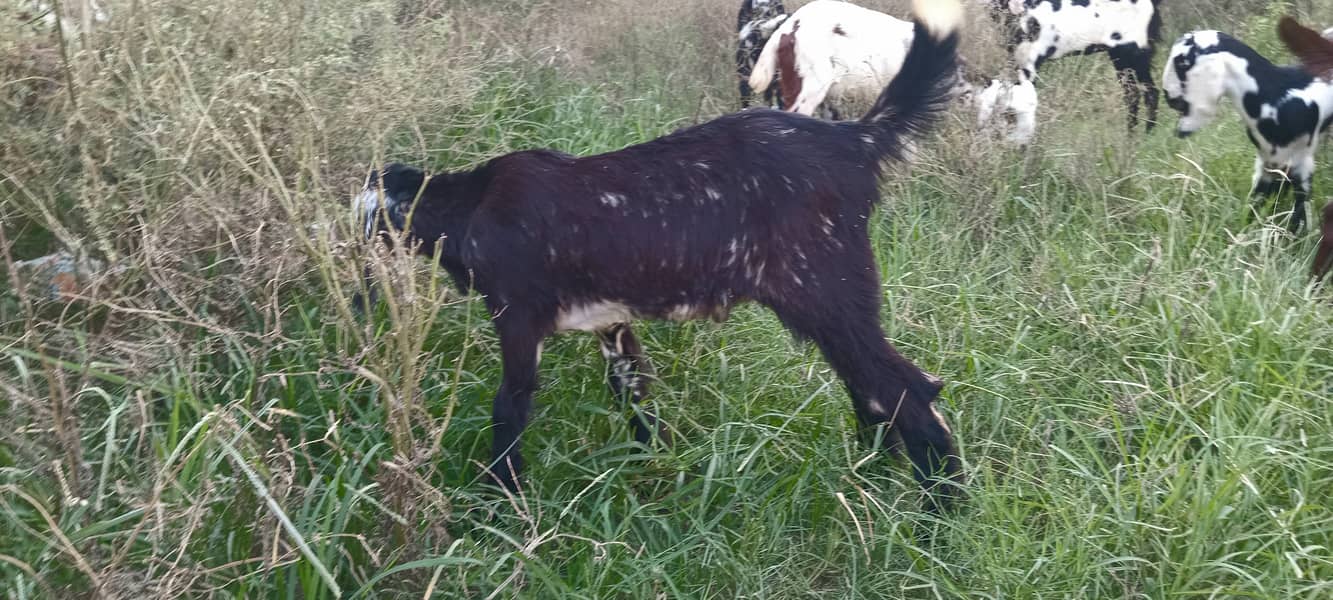 goats kids 3male 4female MashaAllah healthy and active 11500 &13500 12