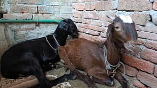 serious person contact only Goats for sale Female Mother & Daughter