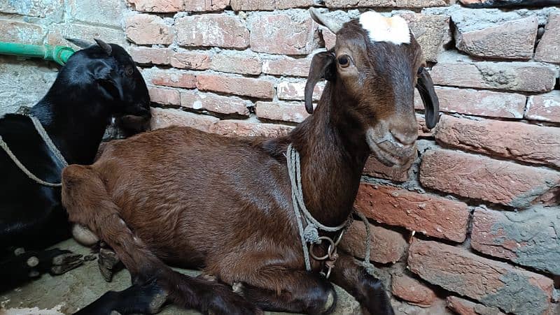 serious person contact only Goats for sale Female Mother & Daughter 1