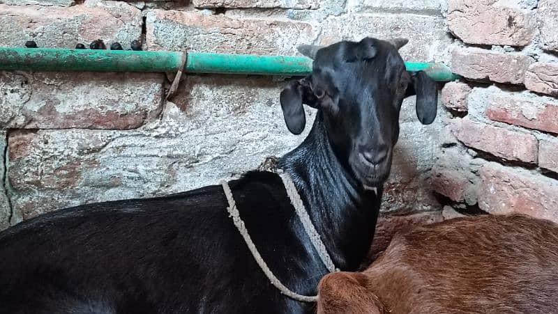 serious person contact only Goats for sale Female Mother & Daughter 2