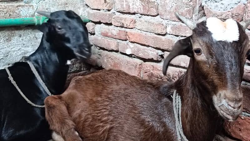 serious person contact only Goats for sale Female Mother & Daughter 3