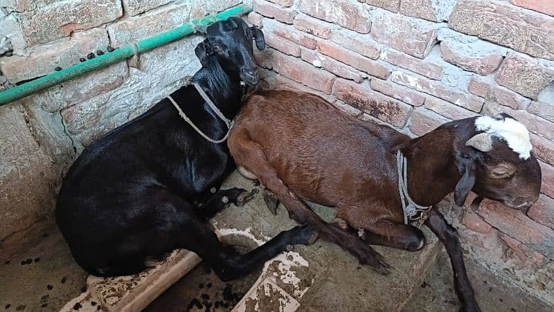 serious person contact only Goats for sale Female Mother & Daughter 4