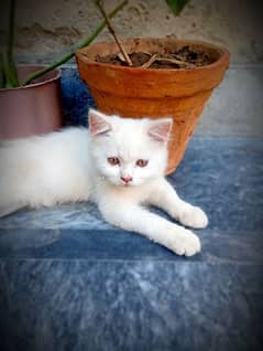 Persian female with punch face and double coated