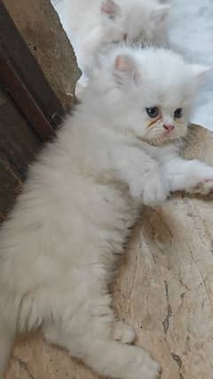 Persian Kitten