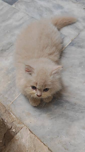 Persian Kitten 1