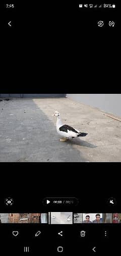 Moscovy pied ducks.