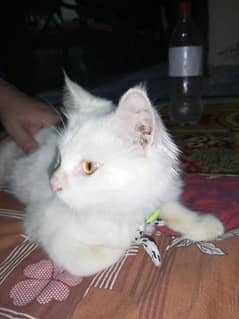 one year old cute cat washroom trained for sale