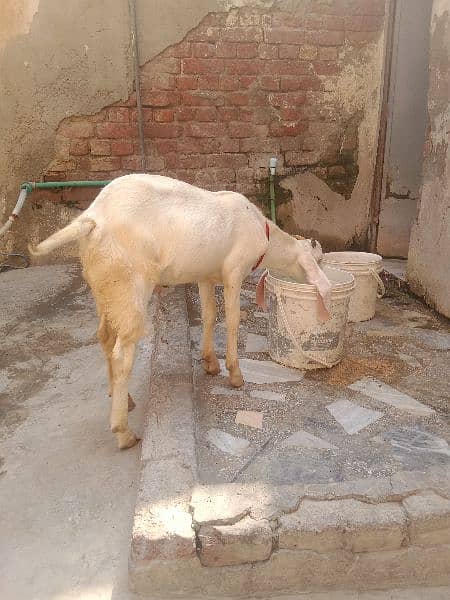 Rajanpuri bacha age. 4 month height 26 inc serious buyer 1