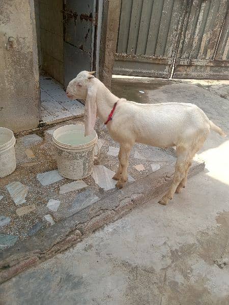 Rajanpuri bacha age. 4 month height 26 inc serious buyer 2