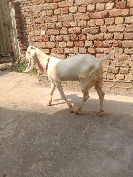 Rajanpuri bacha age. 4 month height 26 inc serious buyer 3