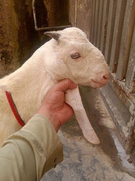 Rajanpuri bacha age. 4 month height 26 inc serious buyer 4