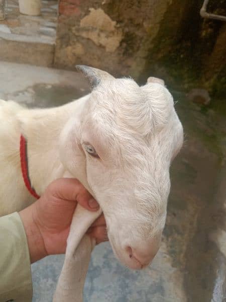 Rajanpuri bacha age. 4 month height 26 inc serious buyer 5