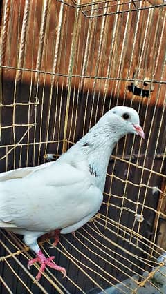 Mix fancy 9 pigeon best quality pigeon