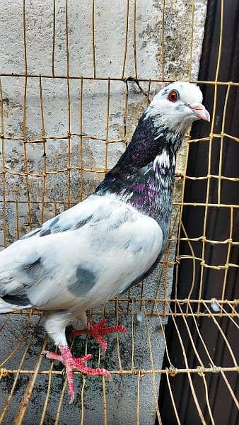 Mix fancy 9 pigeon best quality pigeon 1