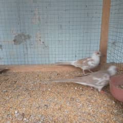 red pied doimond pied blue pied dove