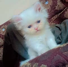 cute , healthy and active Kittens pair for sale in Lahore