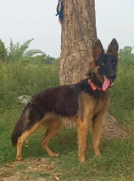 Belgium Shepherd female age 4 month for sale 0