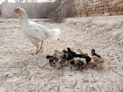 Aseel Chicks For Sale