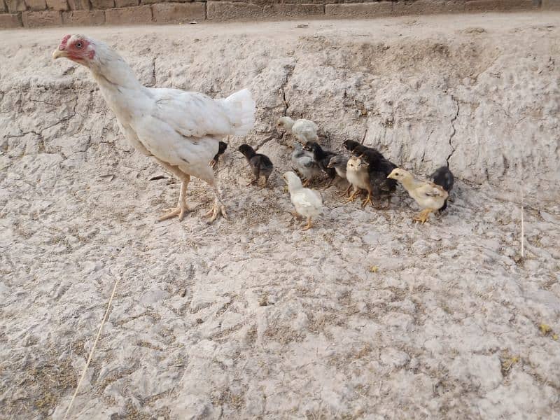 Aseel Chicks For Sale 3