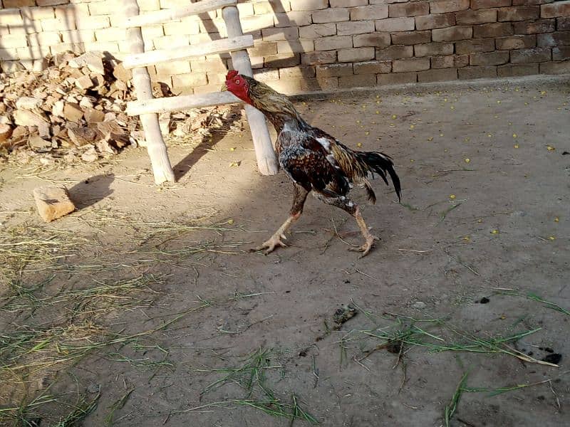 Aseel Chicks For Sale 4