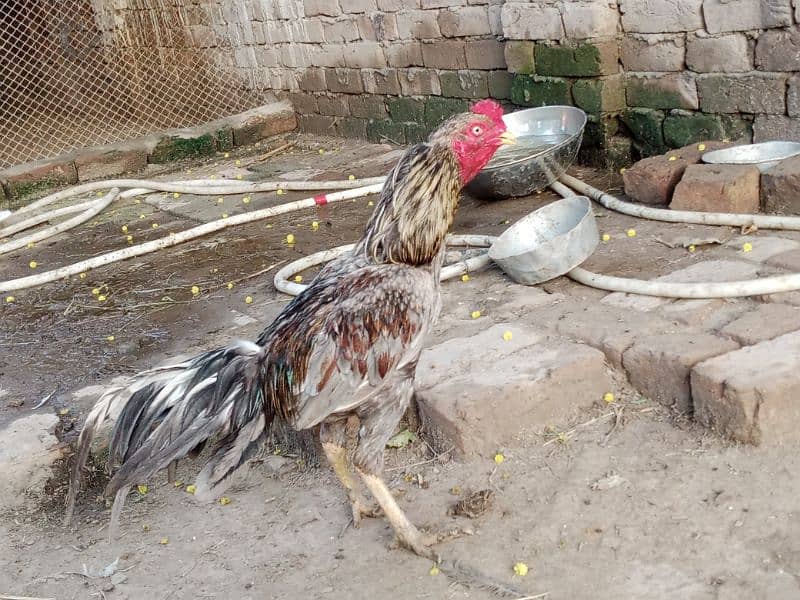 Aseel Chicks For Sale 5