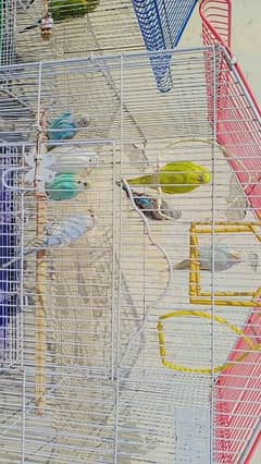 Budgie Birds And Cage For Sale