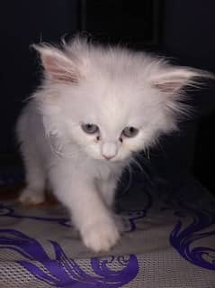 White kitten with gray eyes and he is triple coated