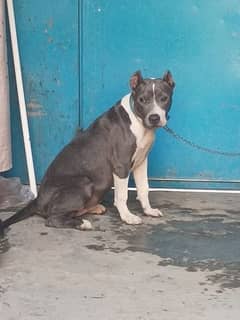 American Pitbull female