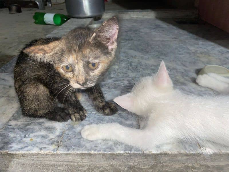 Persian kitten pair 0