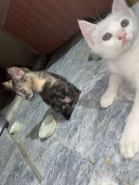 Persian kitten pair 1