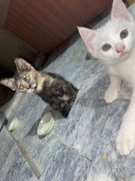 Persian kitten pair 2