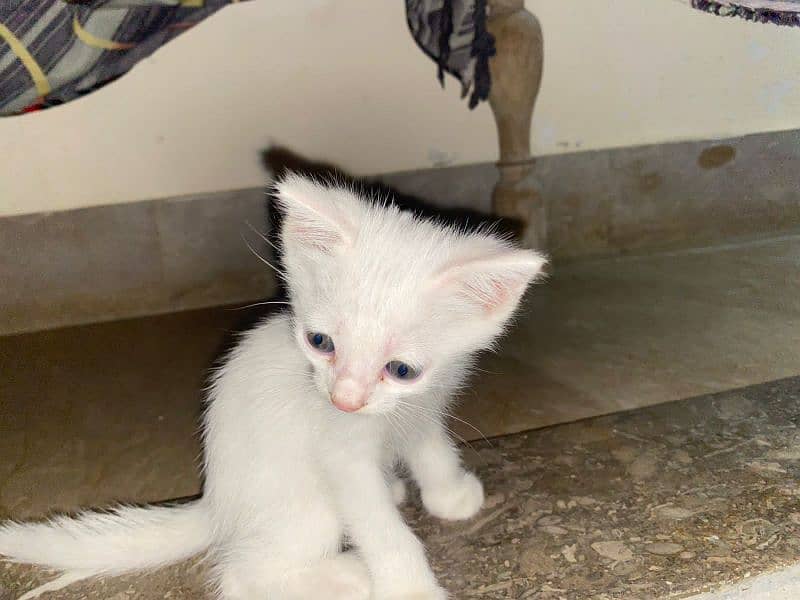 Persian kitten pair 8