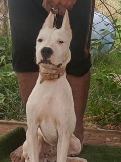 dogo fimale top quality 5 months