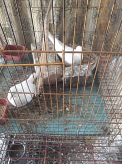 khumry breeder pair for sale