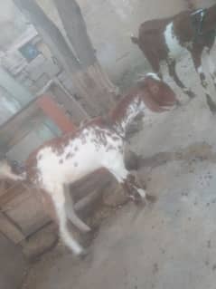 I am selling 2 bakri