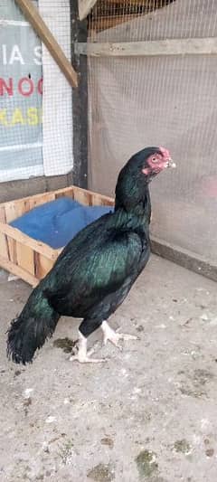 pure mianwali old blood line female for sale what's app (03485891040).