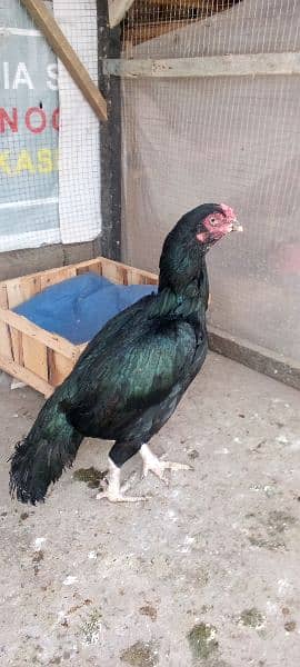 pure mianwali old blood line female for sale what's app (03485891040). 1