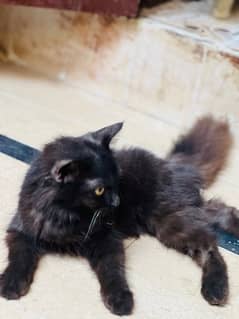 Persian Male cat for Sell Rs~6000