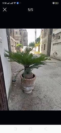 KENI palm plant for sale