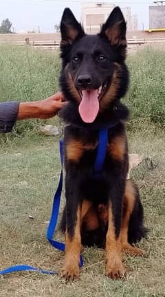 German Shepherd Kohati Gultair puppies and Dog for sale