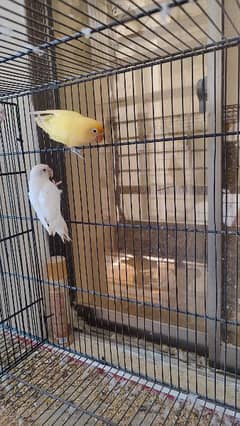 Urgent Sell 6 Breeding Pair Love Birds  With Cage