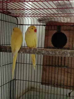 yellow ringneck 03353481775