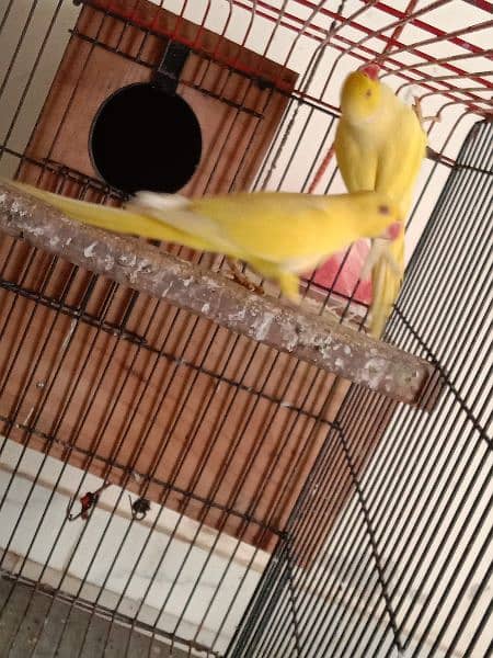 yellow ringneck 03353481775 1