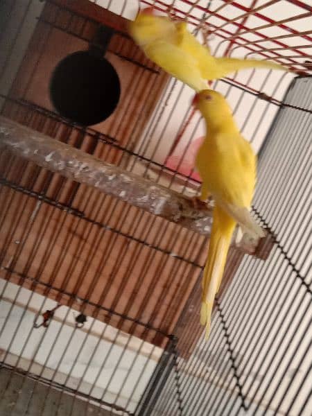 yellow ringneck 03353481775 5