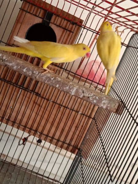 yellow ringneck 03353481775 7