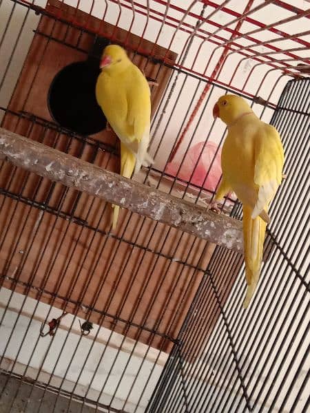 yellow ringneck 03353481775 9